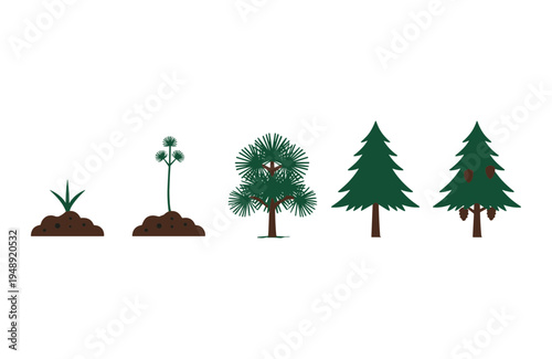 Pine Tree Growth Stages Evolution from Seedling to Mature Fir with Cones in Soil Isolated on White Background Forestry and Nature Cycle Vector Illustration