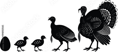 Turkey life cycle silhouette illustration showing egg, chicks, young turkey and adult bird stages, black vector poultry growth sequence isolated on white background.