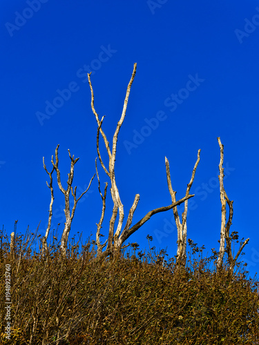 Bare trees reach for a clear blue sky. Dry shrubs surround stark tree trunks. Withered trees against a vibrant backdrop. Minimalist nature with blue and brown hues.