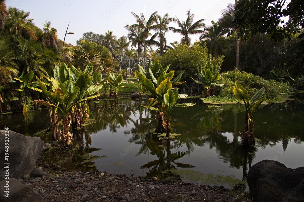 Obraz premium Plants in botanical garden Palmetum in Santa Cruz de Tenerife, Canary, Canary Islands, Spain, Europe 