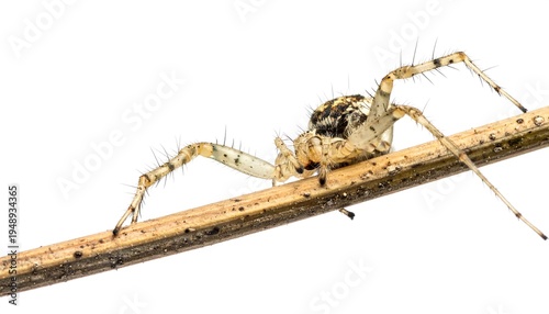 A close-up side view of a small, spidery arachnid with patterned body and hairy legs clinging to a slender stick