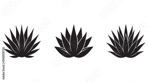 Three black agave plant silhouettes on white background  plants with sharp pointed leaves