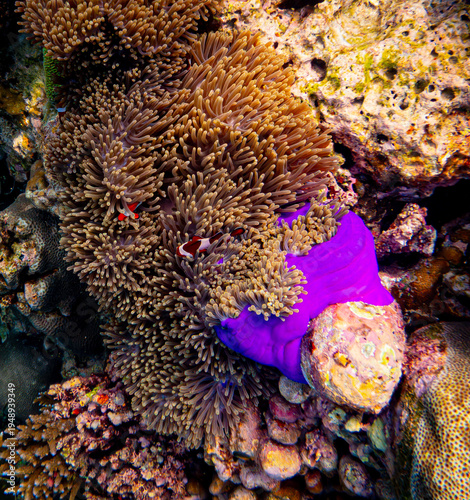 Corel  reef  under water world  of  North Andaman, Surin island  Thailand