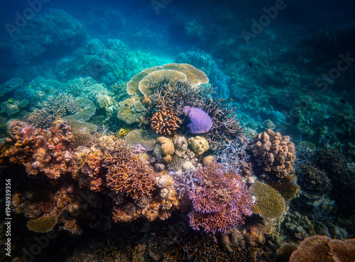 Corel  reef  under water world  of  North Andaman, Surin island  Thailand