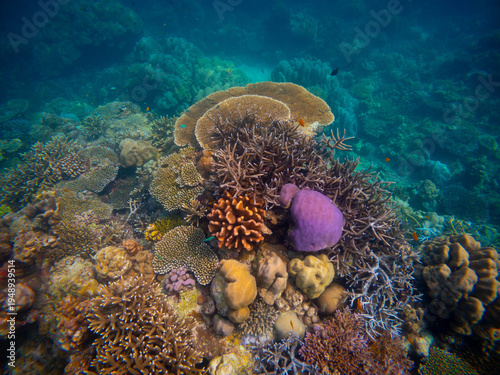 Corel  reef  under water world  of  North Andaman, Surin island  Thailand
