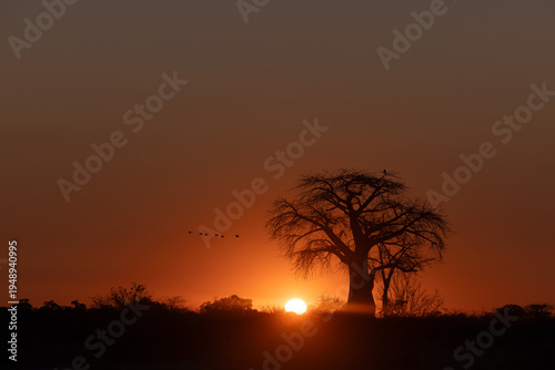 Fotografi Ancient baobab tree silhouette against a vibrant orange sunset