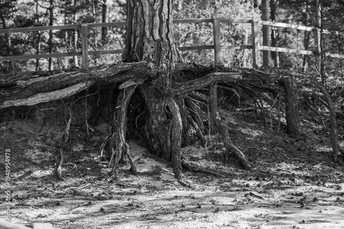 The spreading roots of a large tree