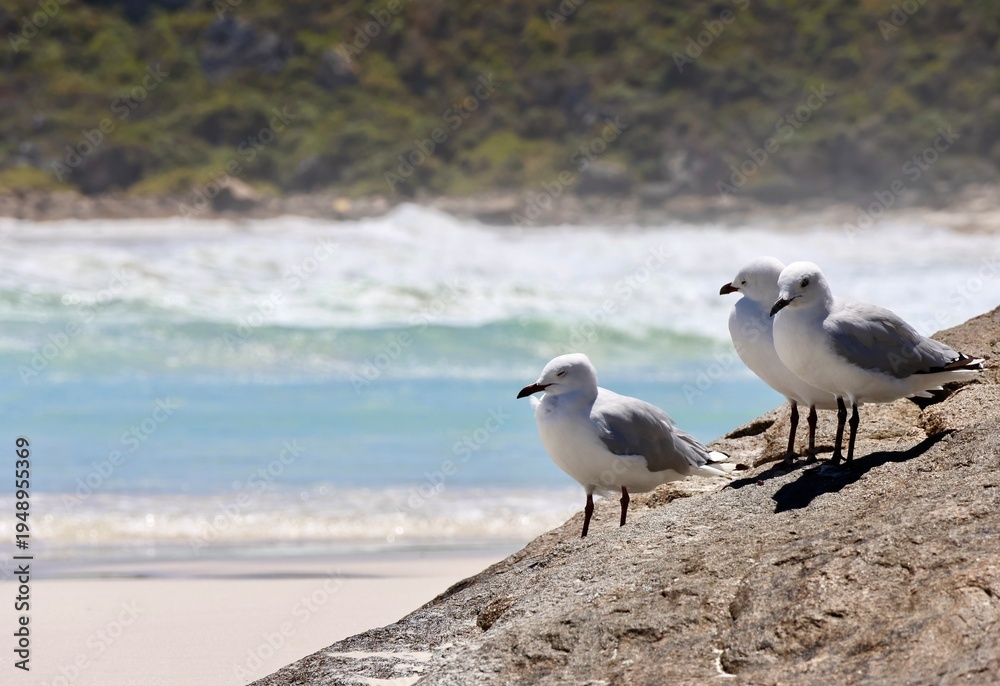 Fototapeta premium Three adult silver gulls resting on a rock overlooking the beach with waves and vegetation in the background, copy space