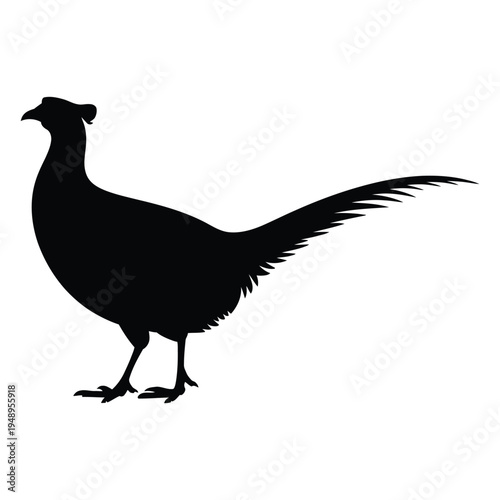 Pheasant standing with long tail visible Vector, Silhouette, Illustration