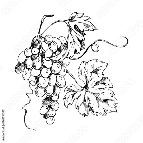 Hand drawn grapevine composition with flowing tendrils, ripe grapes and detailed leaves. Isolated vector illustration in ink style. Wine branding, editorial illustration, culinary marketing materials.