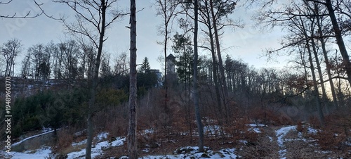 sunset in the forest