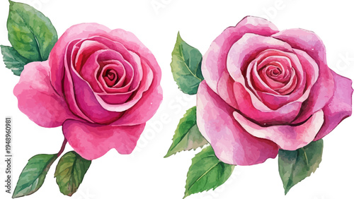 pink rose on white background
