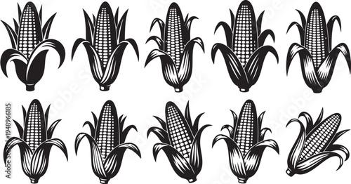 Illustration of various corn on the cob black and white