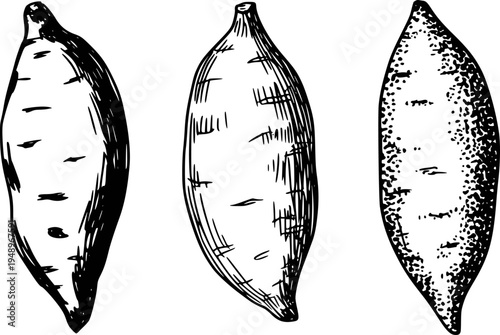 Hand Drawn Sweet Potatoes Isolated White Background Style vegetable food