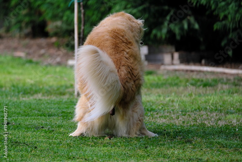 A golden retriever defecates in the garden
