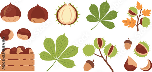 Flat vector illustration set of autumn horse chestnuts and acorns featuring brown nuts, green prickly shells, leaves, and wooden harvest crate elements.
