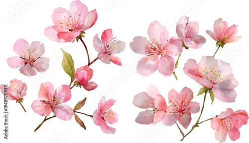 pink cherry blossom isolated