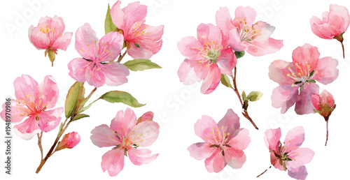 pink flowers isolated on white