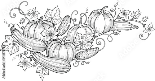 Black and White Vector Set of Pumpkins, Cucumbers, and Vines with Flowers for Organic Farming, Gardening, and Harvest Illustrations