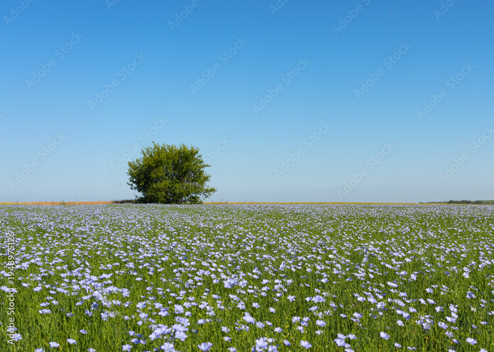 Fototapeta premium Lonely green tree against the backdrop of an endless field of blooming blue flax