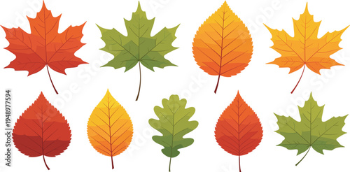 Autumn Fall Leaves Collection with Maple, Oak and Birch Colorful Foliage Vector Set for Seasonal Decoration, Nature Design and Botanical Illustrations