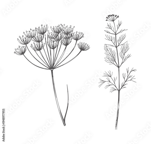 Black and white botanical of dill flowers and stems plant