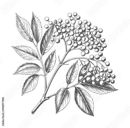 Black and white botanical of elderberry branch with leaves and berries