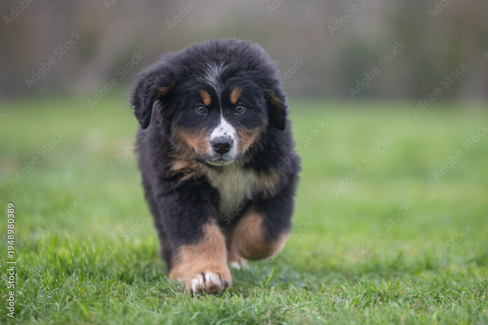 Fototapeta premium Portrait d'un jeune chiot bouvier bernois dans l'herbe, photo canin