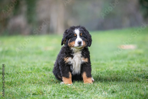 Portrait d'un jeune chiot bouvier bernois dans l'herbe, photo canin
