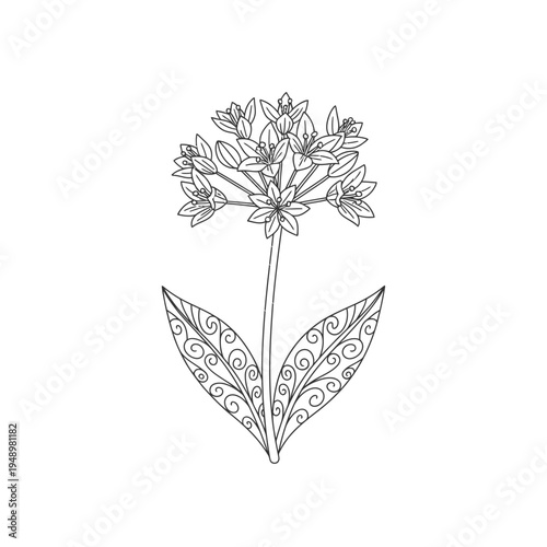 Elegant Line Art Drawing of a Blooming Allium Flower with Decorative Leaves.
