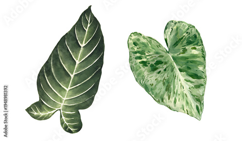 Green calathea orbifolia leaf with white variegation pattern isolated on transparent background