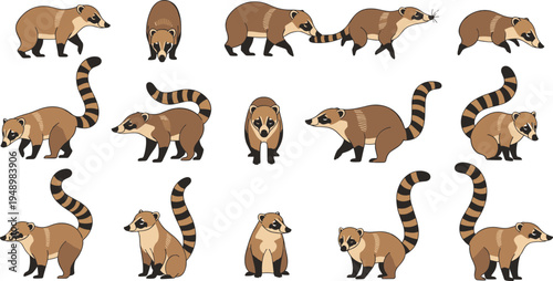 Cute Coati Character Collection with Different Poses Including Walking, Sitting, Standing and Exploring Cartoon Jungle Animal Vector Illustration Set.