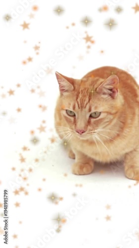 Vertical video: Camera rolling, tabby cat scanning and flicking tail, white set, star overlay, ads