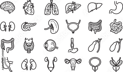 Detailed anatomical illustration of various vital organ systems, providing a clear visual representation for medical and educational purposes. 