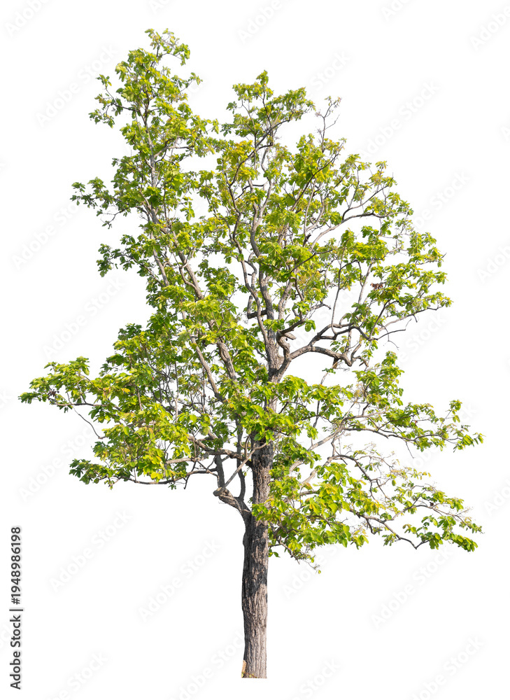 Obraz premium Single large tree with dense leaves and strong branches. Transparent background
