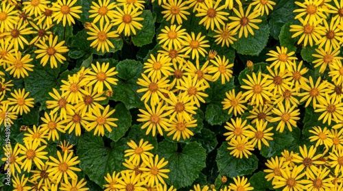 Vibrant cluster of yellow leopard's bane flowers blooming in a spring garden with dense green foliage. Top view of doronicum plant background.