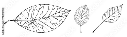 Leaf skeleton set with intricate vein networks featuring continuous line drawing, minimalist botanical art, organic shapes with nature and delicate details