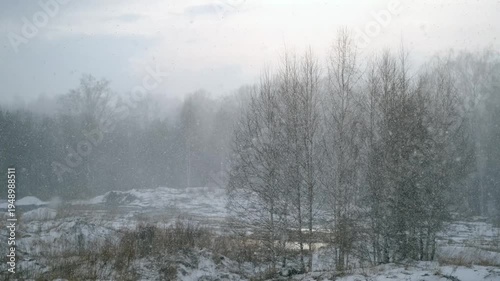 Wallpaper Mural Snowfall in the forest. Winter background
 Torontodigital.ca