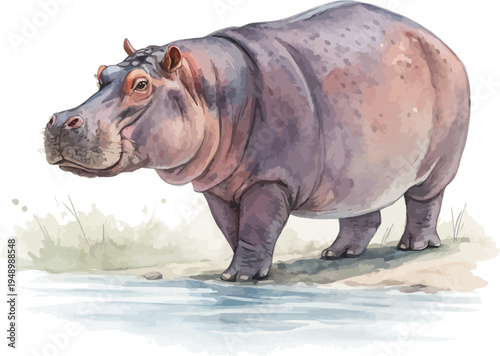 Watercolor Hippo Painting, River Animal vector illustration isolated on white background