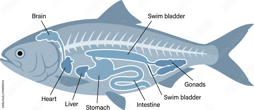 Plagát Educational diagram showing the internal anatomy of a fish with ...