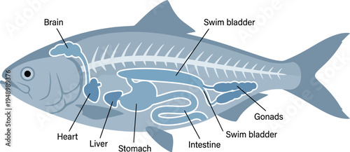 Educational diagram showing the internal anatomy of a fish with labeled organs including brain heart liver stomach intestine swim bladder and gonads for biology.