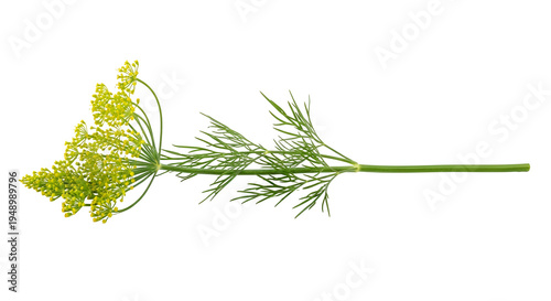Dill flower and stem closeup view.