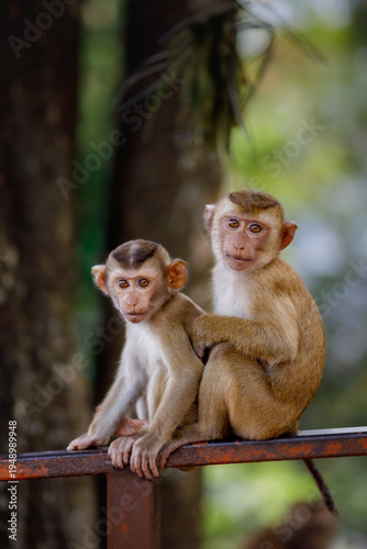 фотографія Two young monkeys are sitting on a railing at Monkey Hill in Phuket (Thailand)