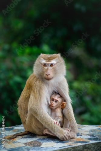 Sticker A mother monkey feeds her baby breast milk