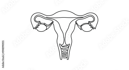 Line drawing depicting a female uterus and ovaries in a minimalist style