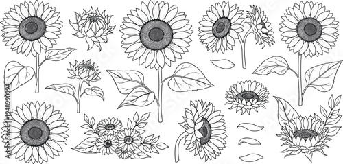 Hand Drawn Sunflower Botanical Illustration Set with Blooming Flowers, Leaves, Buds, and Petals in Detailed Line Art Style for Floral Design