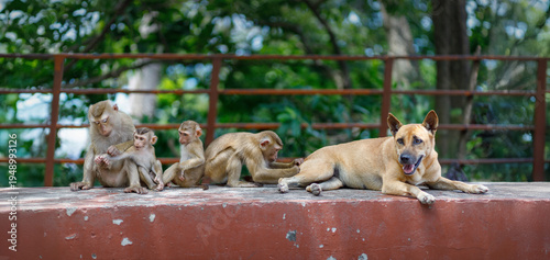 Photography A group of monkeys and a dog grooming each other