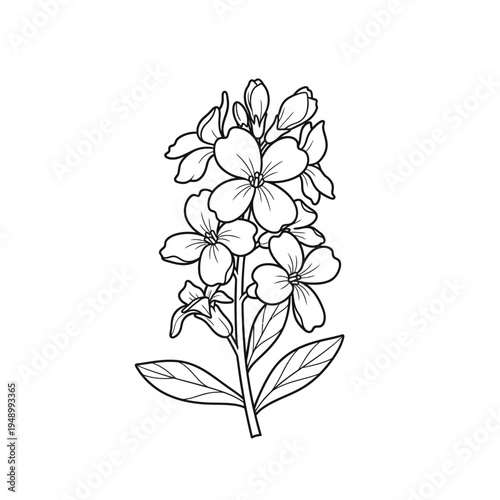 Elegant Line Art Illustration of a Delicate Flowering Plant.