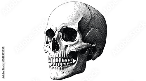 A detailed illustration of a human skull in profile view on white background