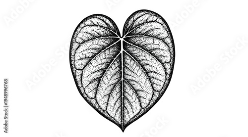 Intricate black line drawing of a heart shaped leaf isolated on white background with detailed veins and edges